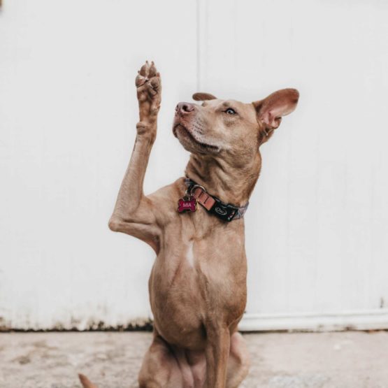 short-coated brown dog