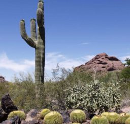 cactus, plant, rocks