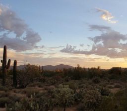 saguaro, tucson, desert